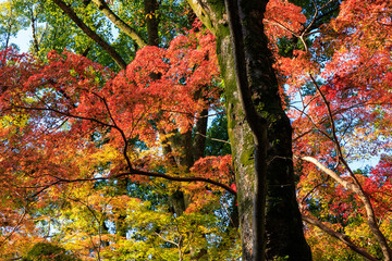 京都・下鴨神社の紅葉