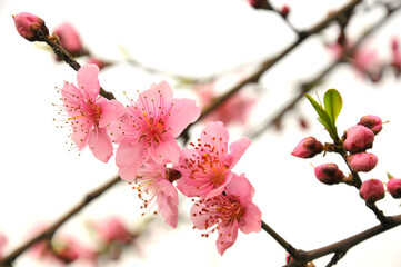 Peach blossom in spring time