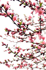 Peach blossom in spring time