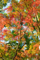 京都・下鴨神社の紅葉