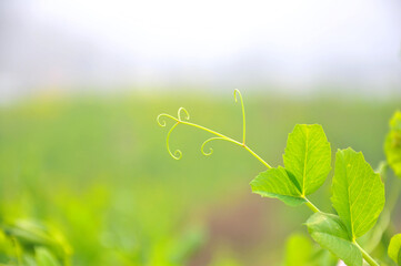 green leaf in sunlight