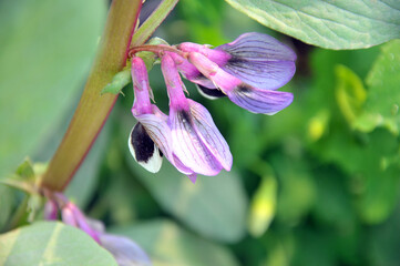 Closeup of blossoming broad bean plant
