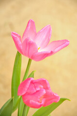Fototapeta premium pink tulips