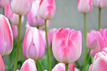 Fototapeta premium pink tulips in the garden