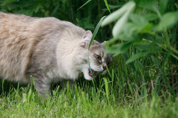 Gray fluffy cat on the green grass of the lawn