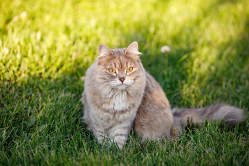 Naklejka na ściany i meble Gray fluffy cat on the green grass of the lawn