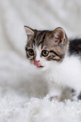 Gray white fluffy kitten sits on bed