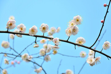 blossoming plum blossom in spring