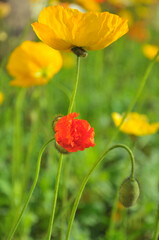 Obraz premium blossoming poppy flowers