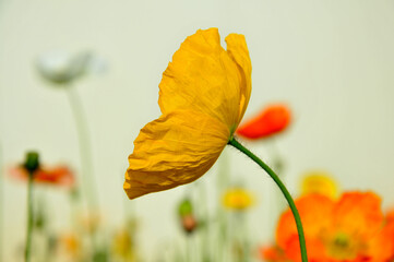 blossoming poppy flowers