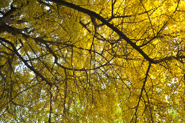 golden ginkgo tree in autumn