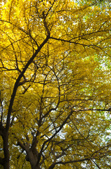 golden ginkgo tree in autumn