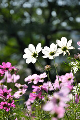 pink cosmos flower in garden