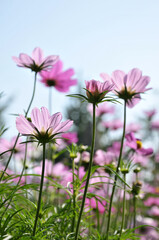 Fototapeta na wymiar pink cosmos flower in garden