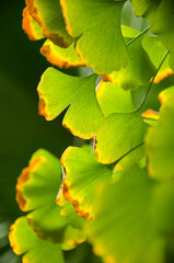 green ginkgo leaves in spring