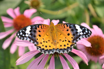 Obraz premium monarch butterfly on flower