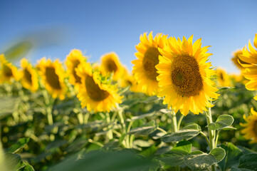 Beautiful sunflower on field with blue sky. Close up.