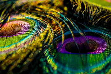 peacock feather close up, Peacock feather, Peafowl feather, Bird feather, Colorful feather,...