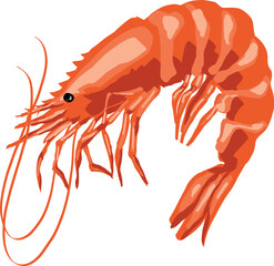 
Shrimp art in vectors style