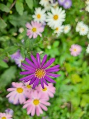 Cosmos flowers and chamomile flowers in autumn