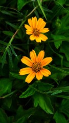 yellow flower in the garden