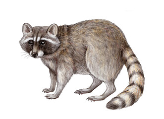Hand drawn raccoon illustration. Wildlife forest, park and woodland animal on white background. Cute furry realistic raccoon. Backyards funny curious animal © anitapol