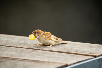 Sparrow with eating something