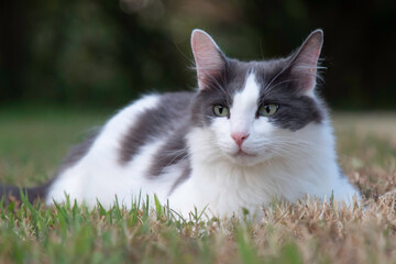 A grey and white cat in the yard