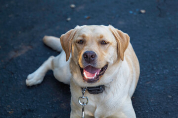 A Yellow Labrador Dog Portrait
