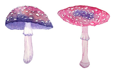 Watercolor hand drawn illustration of poisonous forest wood amanita mushrooms. Purple pink dark halloween witch clipart in mystic magic boho style.