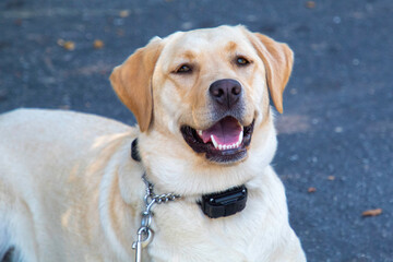 A Yellow Labrador Dog Portrait