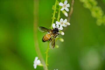 Bee flying on the white flower