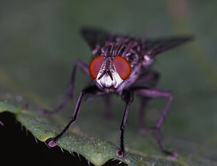 close up macro fly insect order Diptera of the species Musca domestica