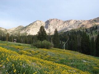 Albion Basin, Alta, Utah, Salt Lake City, Little Cottonwood Canyon, wildflowers, summer hiking,...