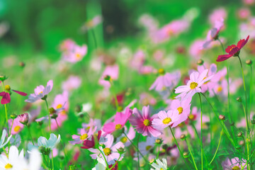 Obraz na płótnie Canvas Colorful blossom garden background of cosmos sulphureus bipinnatus