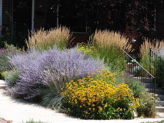 colorful xeriscape garden with ornamental grasses, russian sage and black-eyed susan, salt lake city, utah