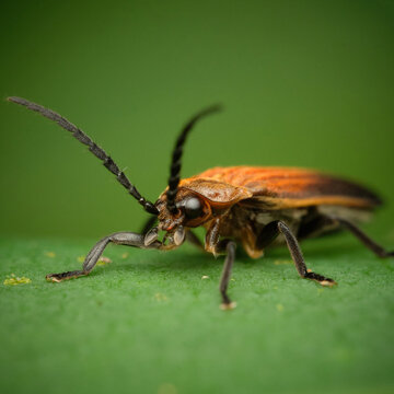Genus Plateros a member of Net-winged Beetles Family Lycidae
