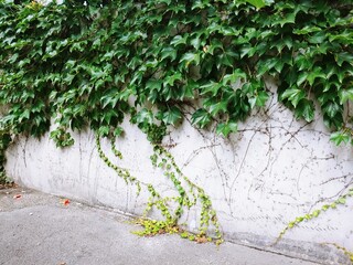 wall climbing ivy
