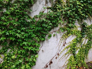 wall climbing ivy

