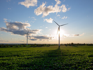 Wind turbines over soybean field with sunset.