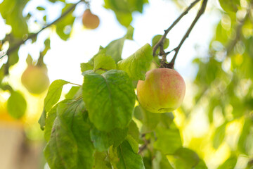 Apple tree with ripe apples in autumn garden