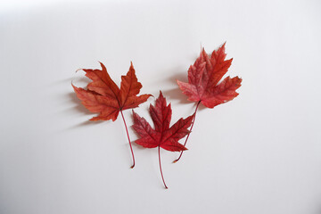 Red maple leaves composition on white background. Autumn concept background decoration with red maple leaves.