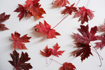 Red maple leaves composition on white background. Autumn concept background decoration with red maple leaves.
