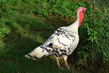 Close up of white turkey bird in a farm setting, highlighting its detailed feathers, vibrant wattles, and unique facial features. Captured in natural daylight.