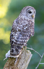 Barred Owl bird