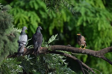 Common grey pigeon and indian myna perched on a tree.