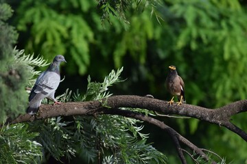 Common grey pigeon and indian myna perched on a tree.