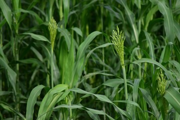 Sorghum crop field.