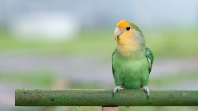 Lovebird, closeup parrot with blur background
