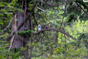 Leucistic Barred Owl